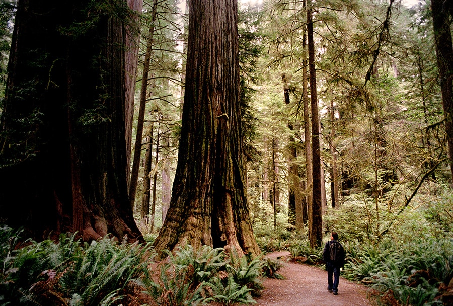 man hiking in red wood forest in california